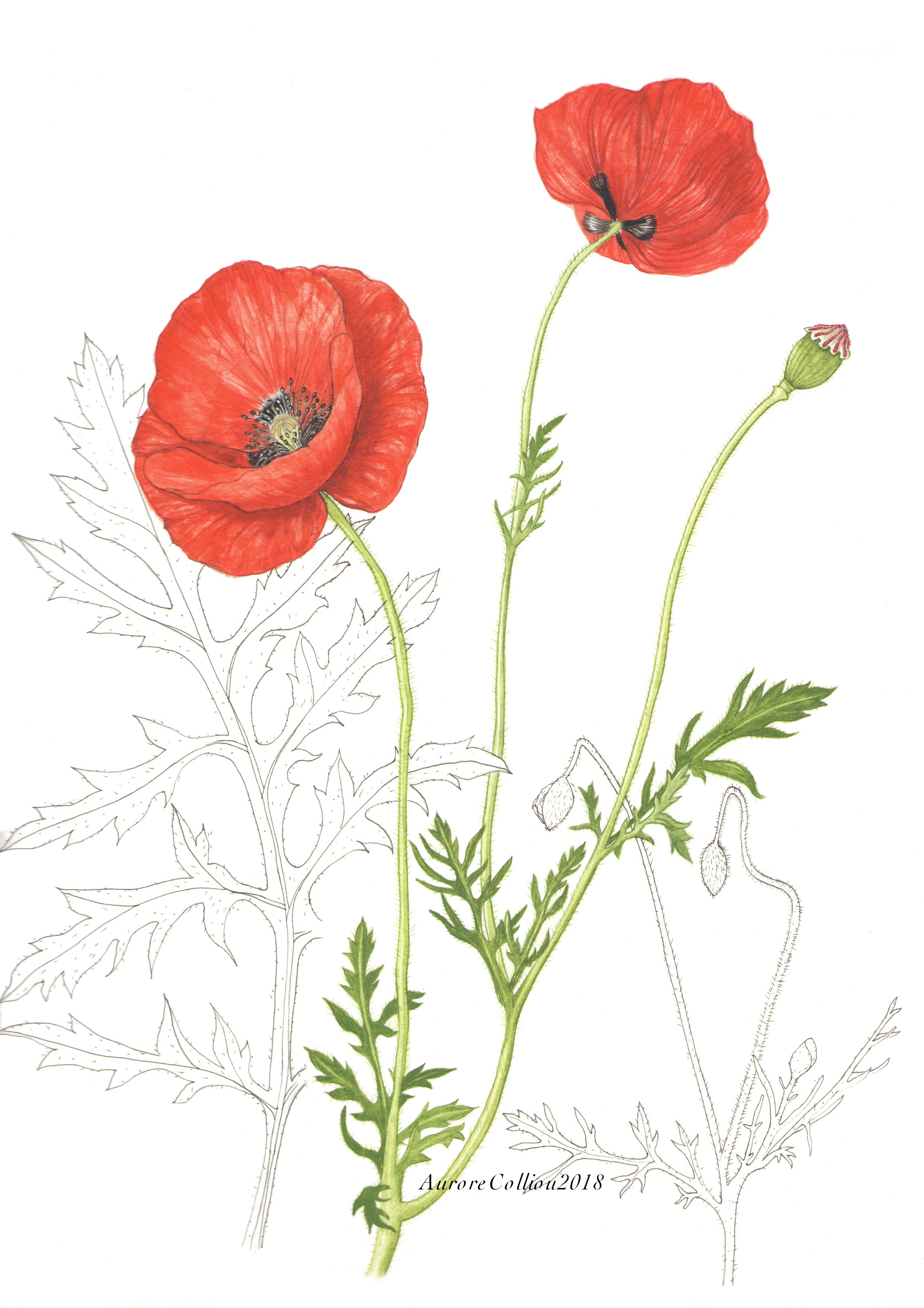 coquelicot