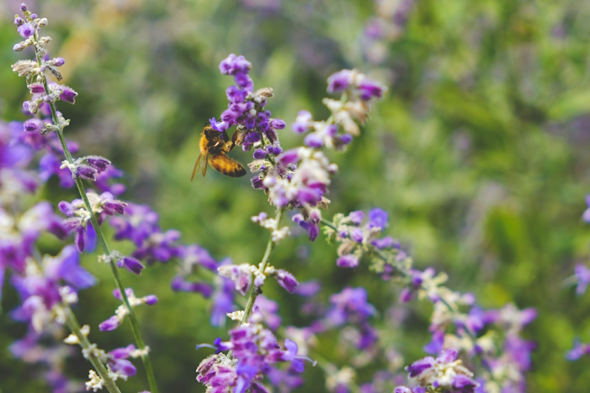 abeille lavande