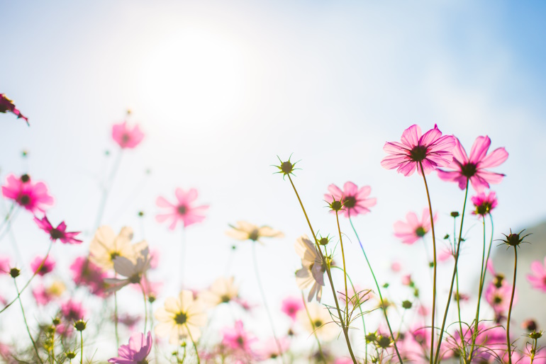 printemps